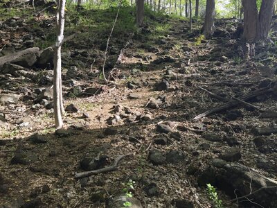 White Trail