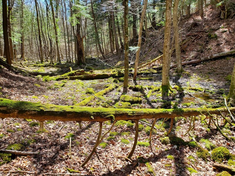 Moss-covered deadfall.