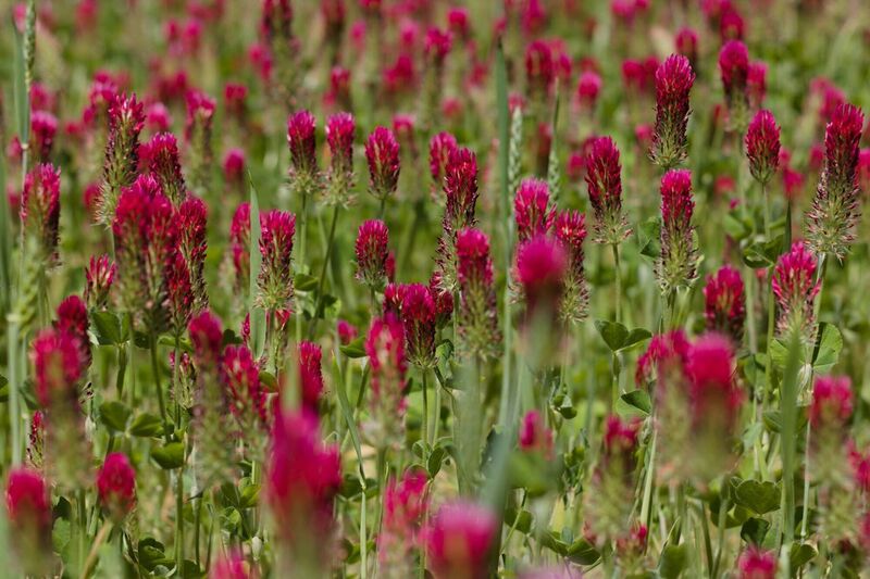 Flower area along the route