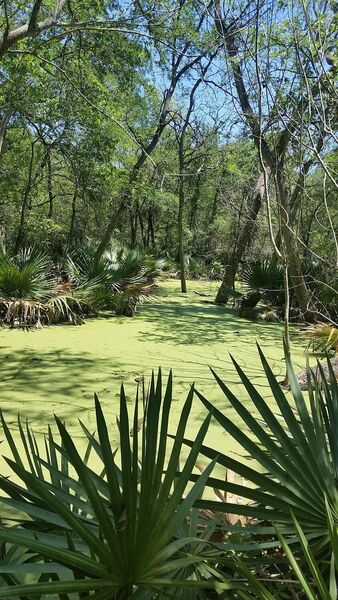 Palmettos and one of the many swamp along the trail....bring mosquito repellant.