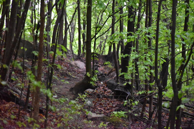 Red Trillium Trail