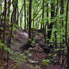 Red Trillium Trail