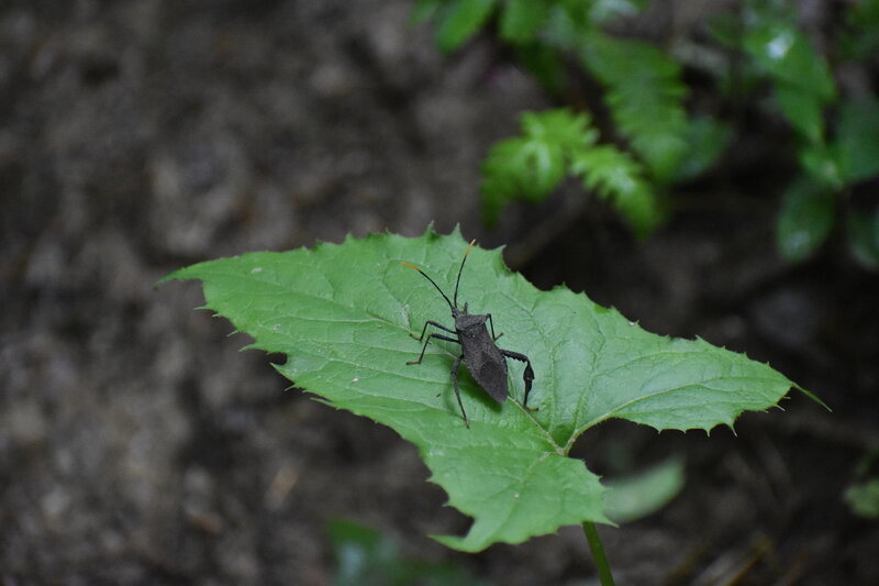 Insect on the trail