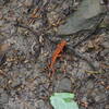 Newt on the trail