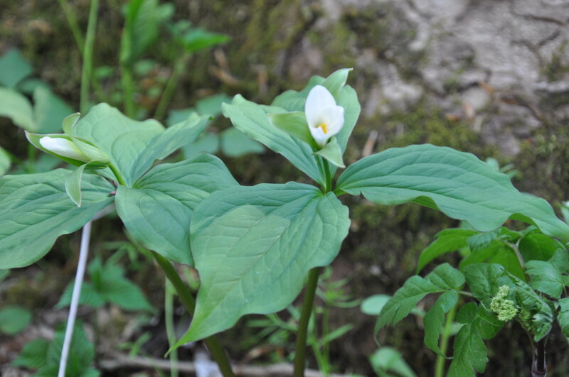 Trillium abound along this trail.