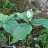 Trillium abound along this trail.