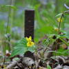 Yellow violet and Phlox taking over an old oil rig site.