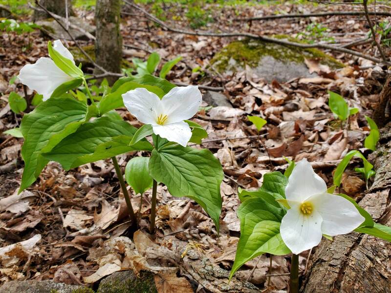 Trilliums on the Donevan Trail