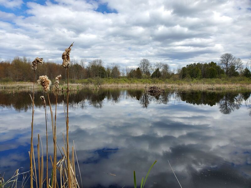 Dramatic clouds reflecting over a wetlands.