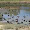 Ward Creek Greenway