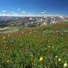 Wildflowers overlook a beautiful vista looking south.