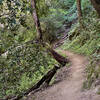 The upper part of the trail passes through some beautiful forest, oft with a steep drop off on one side and quickly rising hill on the other.