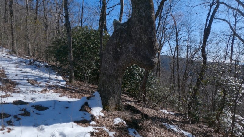 A trail marker tree or prayer tree. https://en.wikipedia.org/wiki/Trail_trees