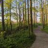 Woodland area in Terrapin Park.