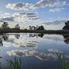 Tidal wetland