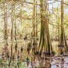 Cypress Swamp