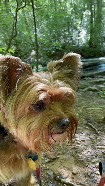 Zoey enjoying the hike.