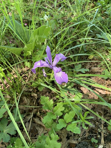 Wild Iris beauty; poision oak pain.