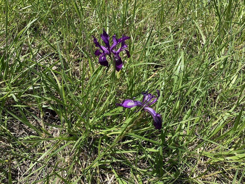 Wild Iris on Wild Iris Ridge.