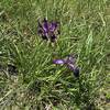 Wild Iris on Wild Iris Ridge.