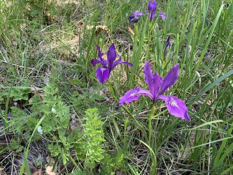 Wild Iris in May