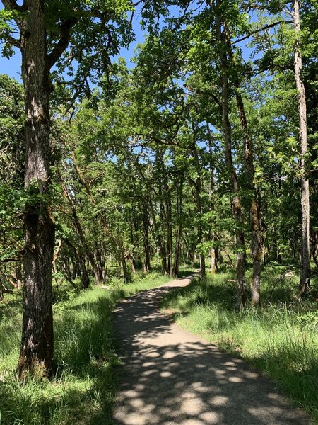 Oak woodland.