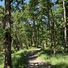 Oak woodland.