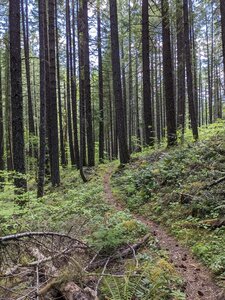 Olallie trail going south.