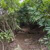 Rhododendron along the Indian Trail