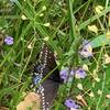 Butterfly on the native wild flowers.