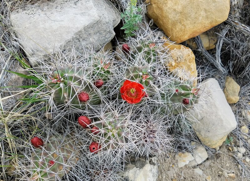 Prickly Pear Bloom along Old Skyline Drive.