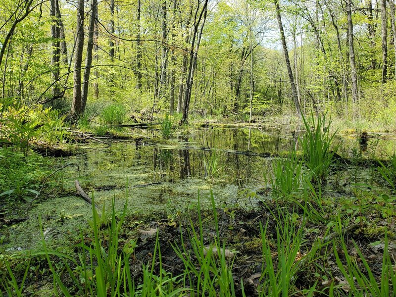 Frog pond