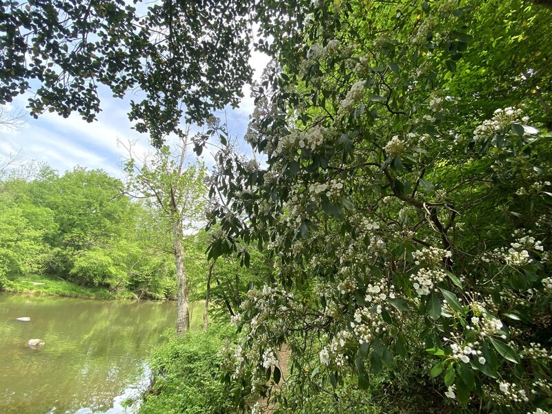 Mountain Laurel blooming on the trail.