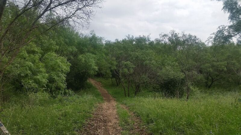 Entrance to Dances with Trees from the Blue Loop (north of Wurzbach).