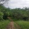 Entrance to Dances with Trees from the Blue Loop (north of Wurzbach).