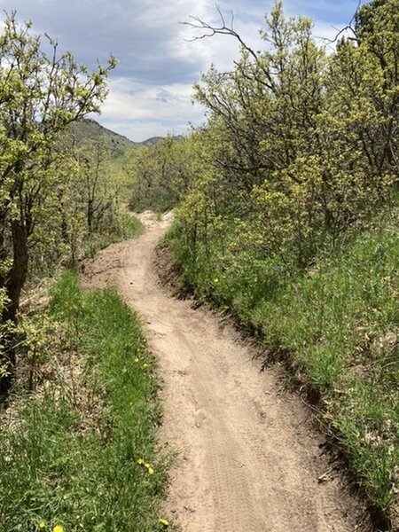 Scrub oak and flowers