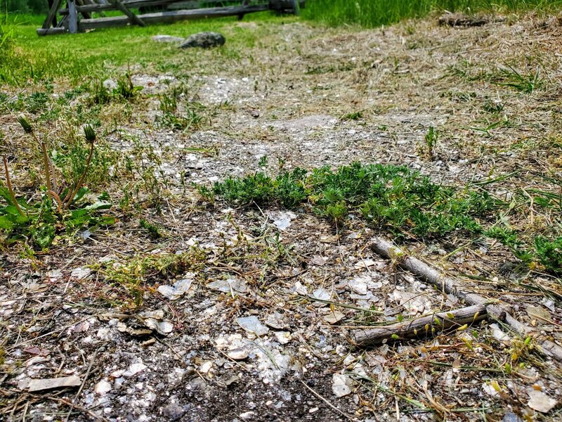 Mica fragments on the ground.