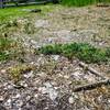 Mica fragments on the ground.