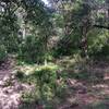 hiking the inner Loop at Dry Comal Creek.