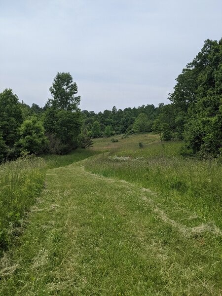 Meadow along the Blue Ridge Trail