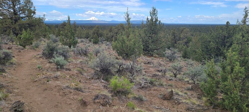 Mt. Jefferson from Belly Loop Trail.