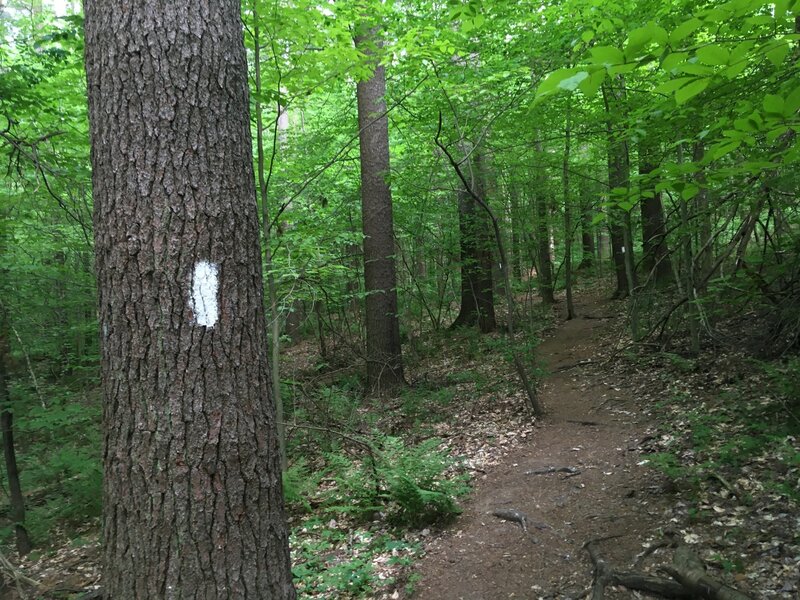 Hog Hollow trail, with one of the frequent and obvious white blazes.