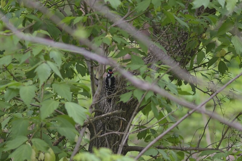 Wookpecker at Taylor creek