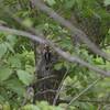 Wookpecker at Taylor creek