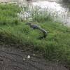 Alligator along Creekfield Lake.