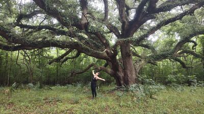 The most beautiful Live Oak you are likely to ever see.
