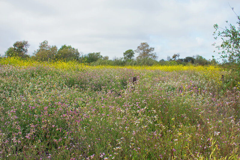 Deep fields of wild radish, musturd and other flowers in mid-May during a year of extreme drought