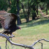 A Turkey Vulture in Pleasanton Ridge Regional Park.