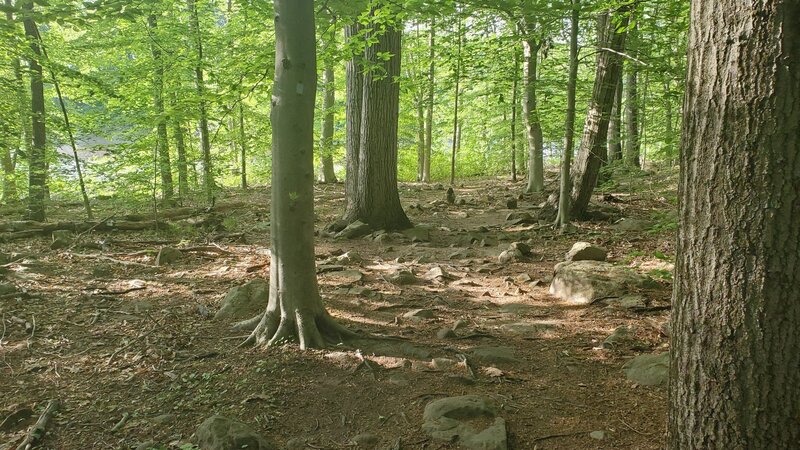 One of the many spots littered with exposed roots and rocks.