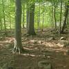 One of the many spots littered with exposed roots and rocks.